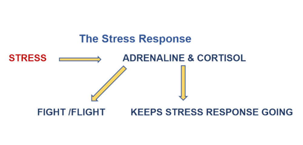 The Stress Response graph